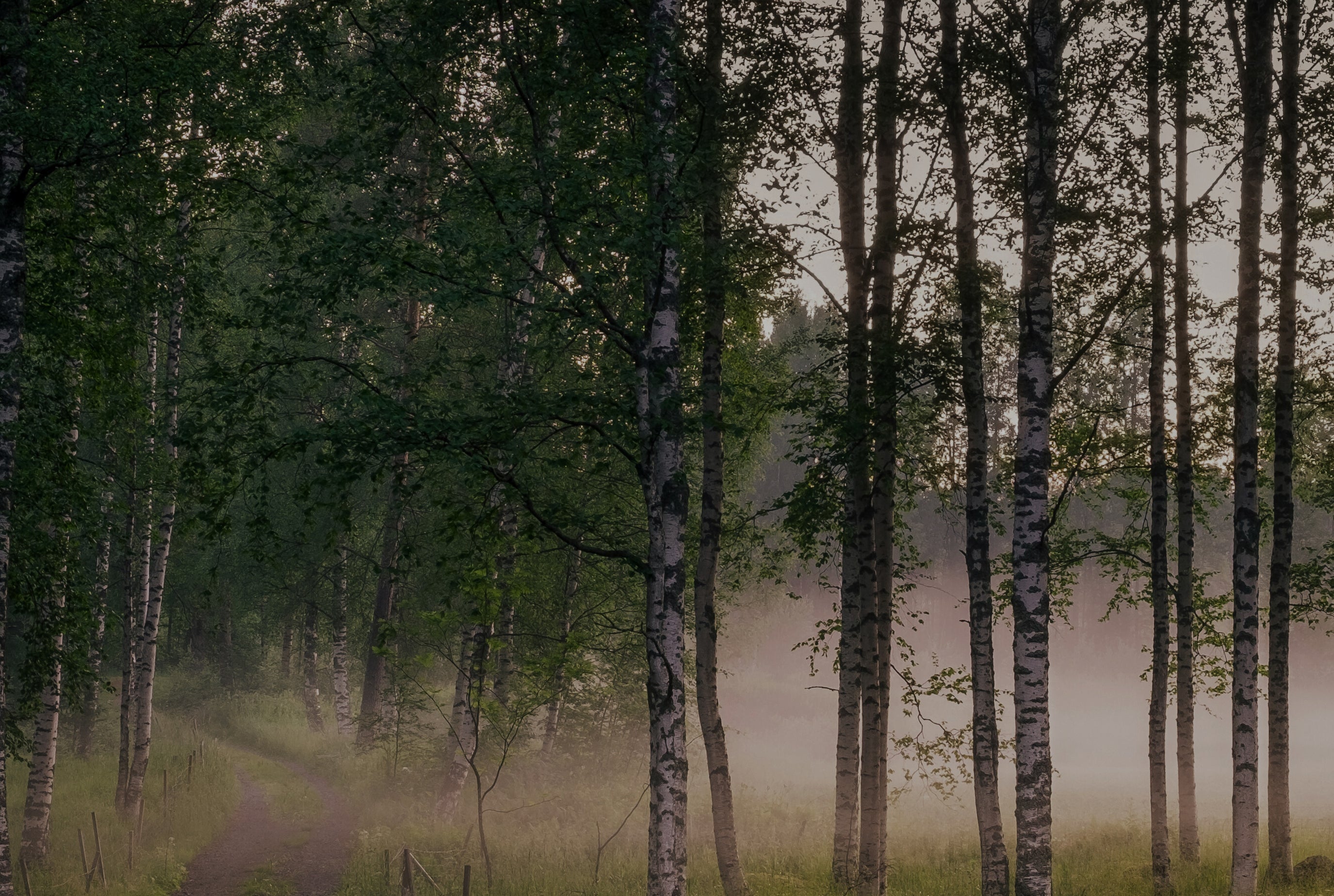 Scenic view of a birch forest with mist, showcasing slender white birch trees among lush green foliage, creating a serene and natural environment where chaga mushrooms commonly grow.