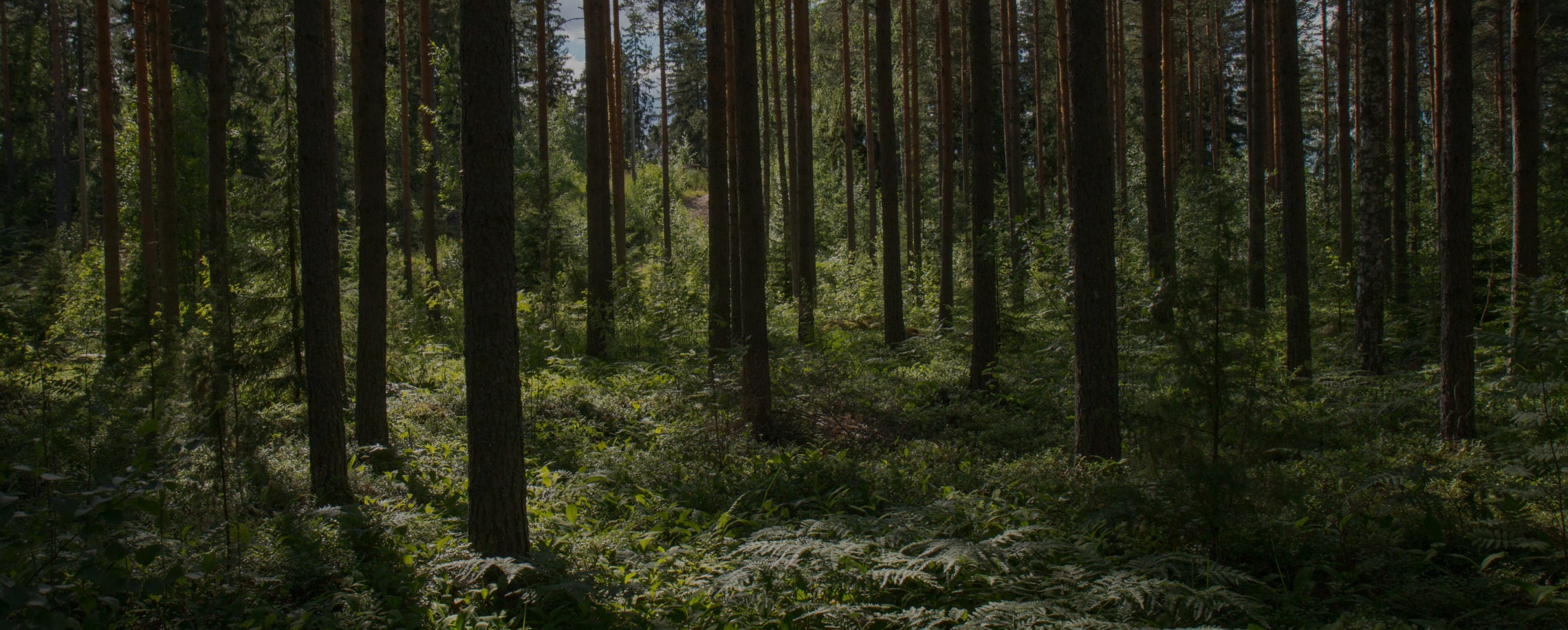 Experience the untouched wilderness.
our mushrooms are organically nurtured
in pristine Nordic PEFC and FSC-certified forests,
bringing nature’s purity to you.