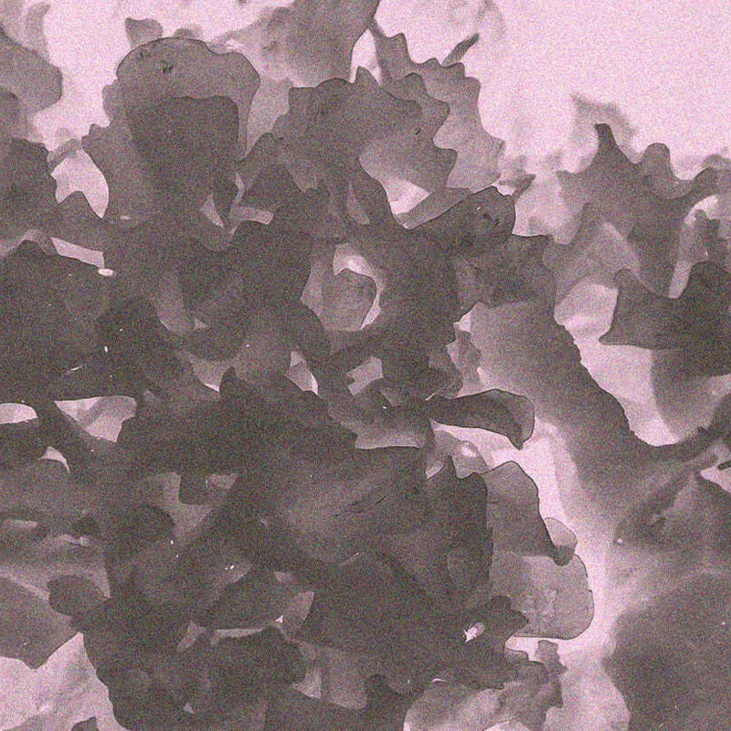 Translucent Tremella mushroom, Tremella fuciformis, shown for the Medshrum beauty mushroom field note.