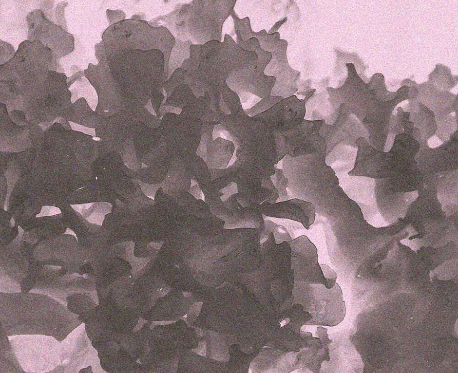 Translucent Tremella mushroom, Tremella fuciformis, shown for the Medshrum beauty mushroom field note.