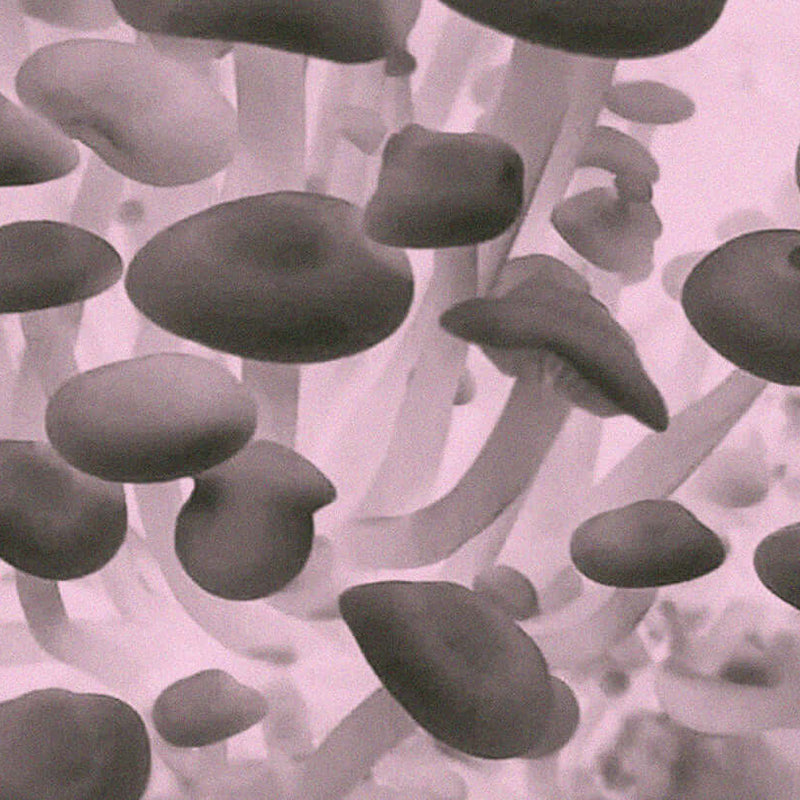 Delicate Enoki mushrooms, Flammulina velutipes, shown for the Medshrum culinary mushroom field note.