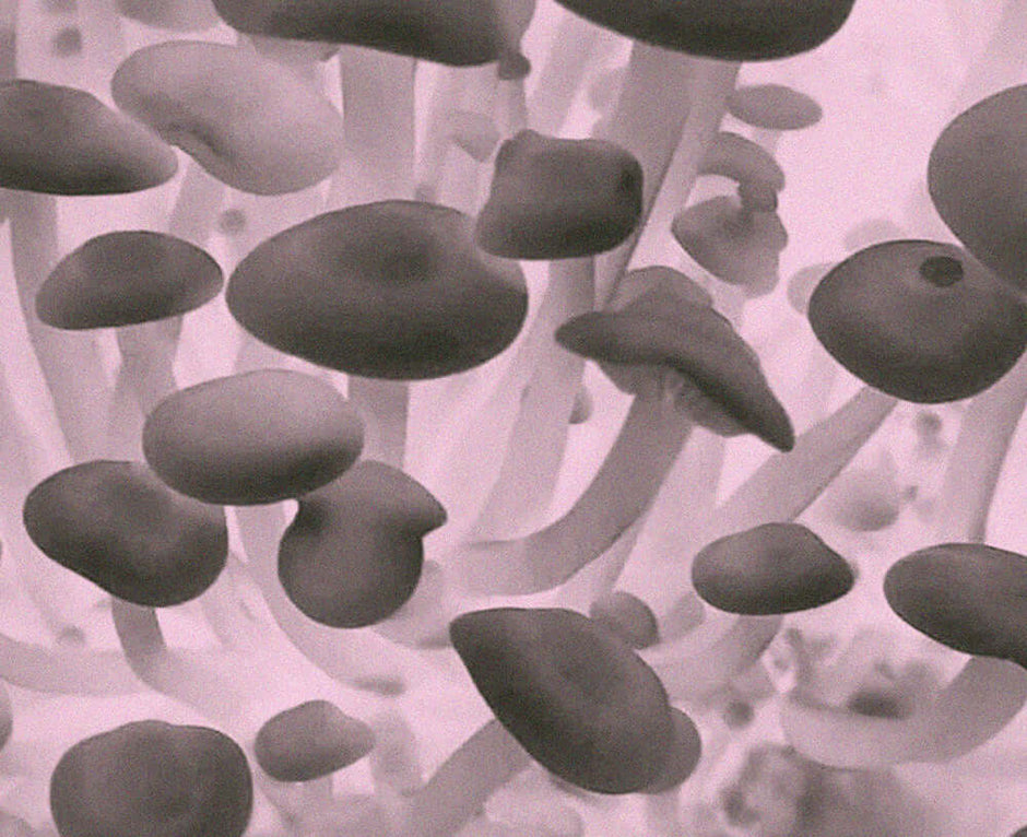 Delicate Enoki mushrooms, Flammulina velutipes, shown for the Medshrum culinary mushroom field note.
