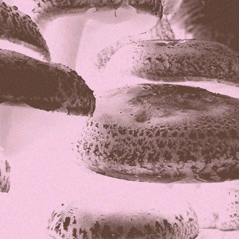 Close-up of Shiitake mushrooms, Lentinula edodes, shown for the Medshrum nourishment mushroom field note.