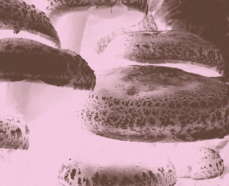 Close-up of Shiitake mushrooms, Lentinula edodes, shown for the Medshrum nourishment mushroom field note.