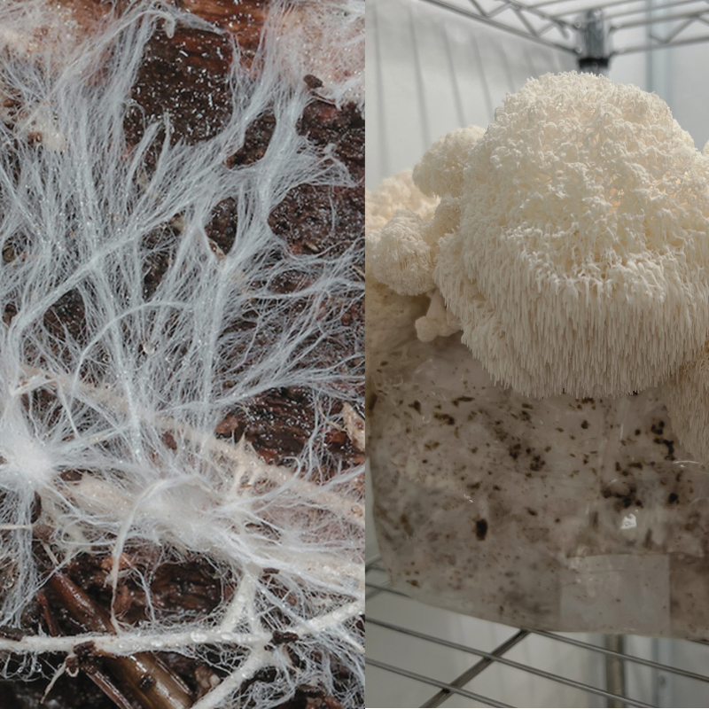 Fruiting Body vs Mycelium: What to Look for in Mushroom Supplements