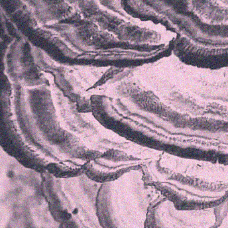Layered Turkey Tail mushroom, Trametes versicolor, shown as part of the Medshrum mushroom field note series.