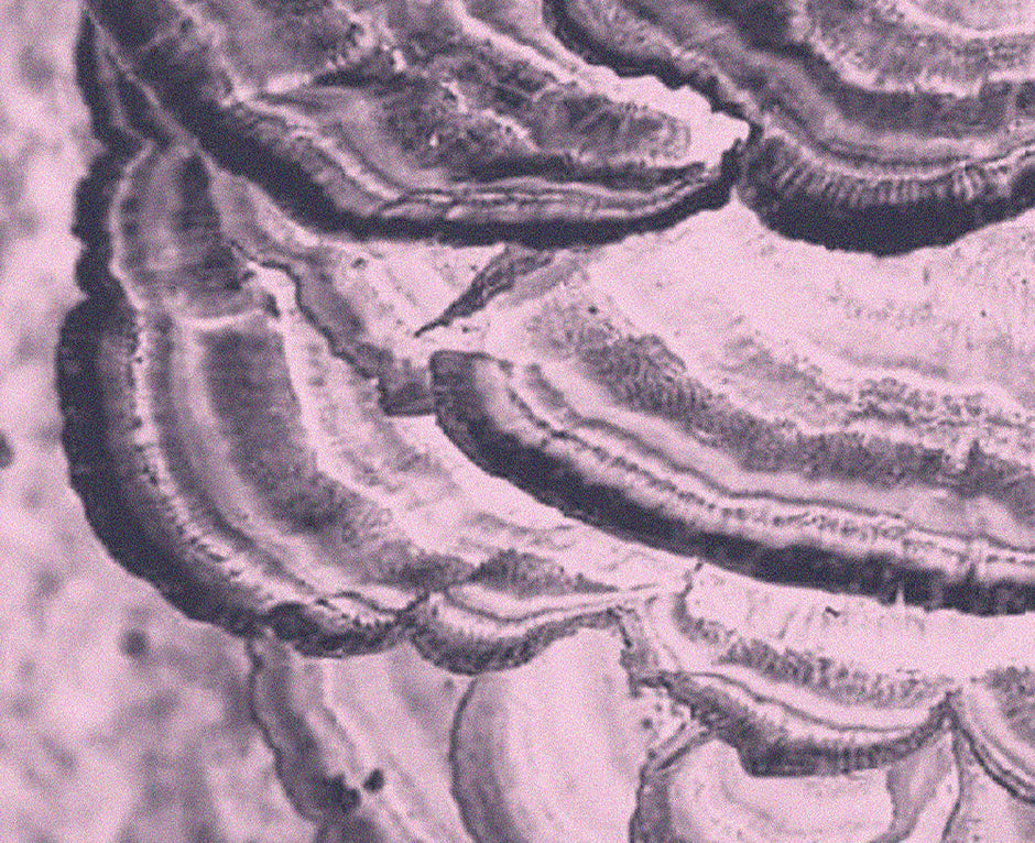 Layered Turkey Tail mushroom, Trametes versicolor, shown as part of the Medshrum mushroom field note series.