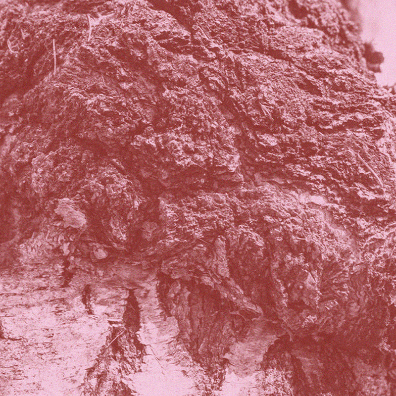 Rugged Chaga mushroom, Inonotus obliquus, shown on birch-like texture for the Medshrum field note.