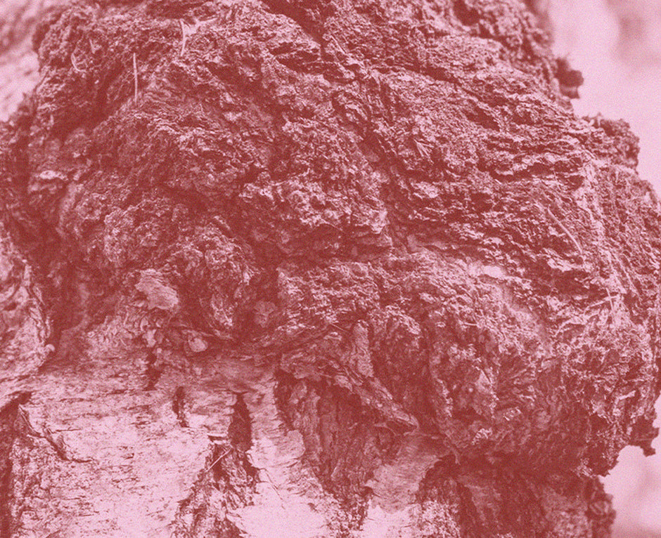 Rugged Chaga mushroom, Inonotus obliquus, shown on birch-like texture for the Medshrum field note.