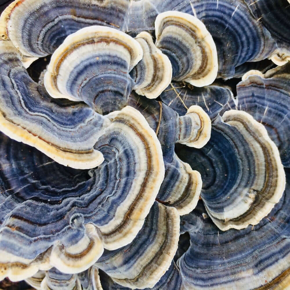 Close-up of Turkey Tail mushroom, Trametes versicolor, showing layered bands on wood.