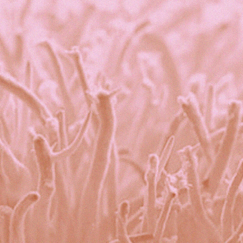 Close-up of Cordyceps mushroom forms shown for the Medshrum movement mushroom field note.