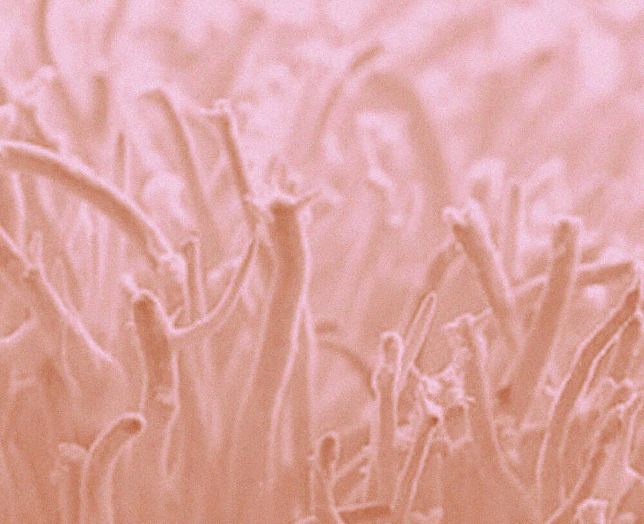 Close-up of Cordyceps mushroom forms shown for the Medshrum movement mushroom field note.