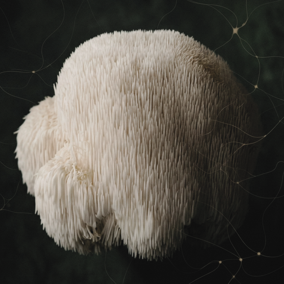Neuroplasticity Explained: Why Scientists Are Studying Mushrooms and the Brain