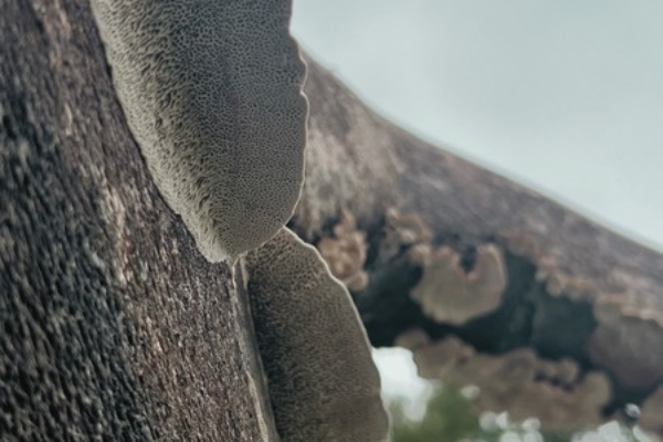 Every Breath Has a Forest: Clean Air Day, Fungi and the Medshrum World