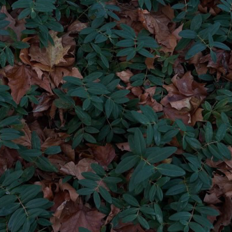 Forest floor leaves and dark green foliage for the Medshrum Mushroom Library functional mushroom guides. Image credit: Simon Schmidt.