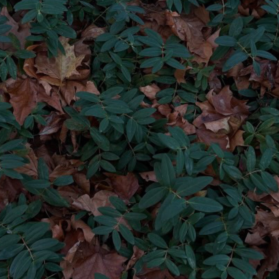 Forest floor leaves and dark green foliage for the Medshrum Mushroom Library functional mushroom guides. Image credit: Simon Schmidt.