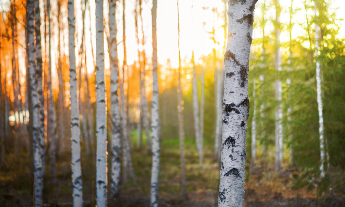 Nordic birch forest representing Medshrum sourcing and extraction standards.